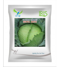 Iris F1 Cabbage / Patta Gobi Seoul King - 10 grams